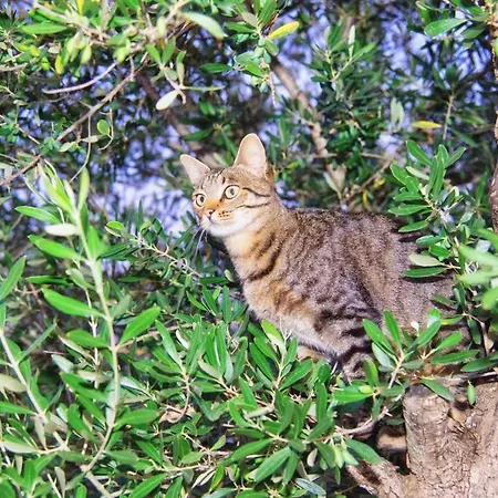 Puntebianche Resort Ceglie Messapica