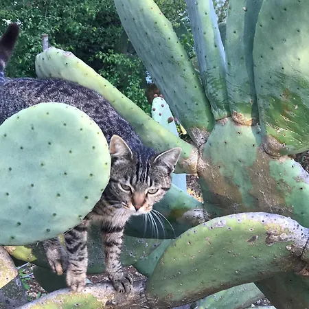 Puntebianche 3* Ceglie Messapica