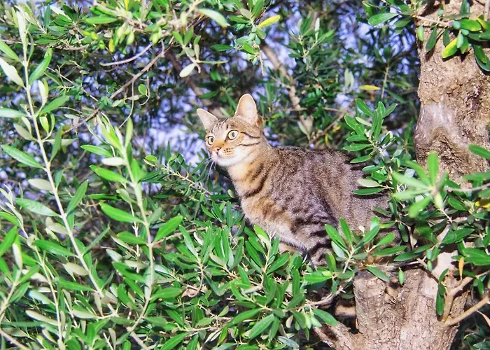 Puntebianche Ceglie Messapica